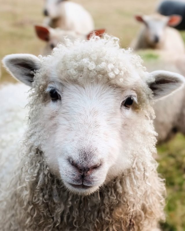 sheep (3)